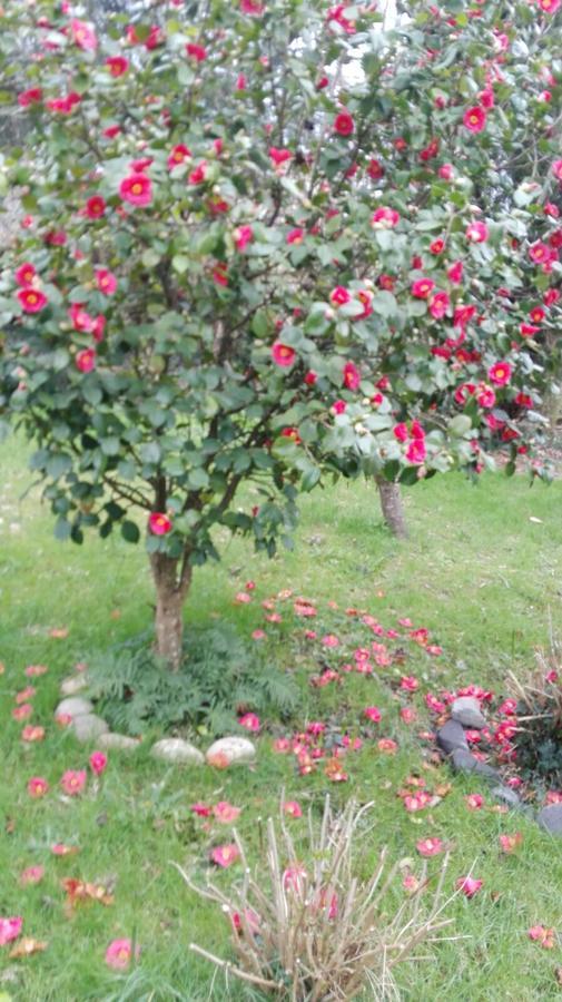 B&B El Jardin De Aes Puente Viesgo Zewnętrze zdjęcie