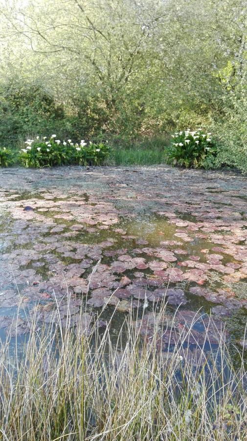 B&B El Jardin De Aes Puente Viesgo Zewnętrze zdjęcie
